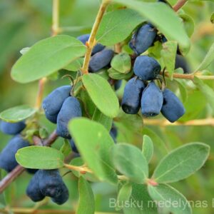 Valgomasis sausmedis Indigo