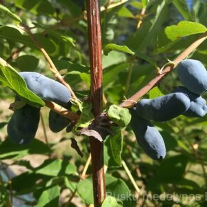 Valgomasis sausmedis Wojtek