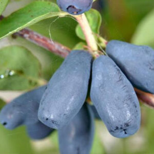 Valgomasis sausmedis Nimfa