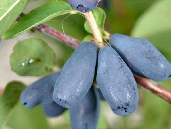 Valgomasis sausmedis Nimfa