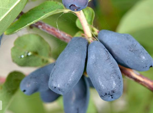 Valgomasis sausmedis Nimfa