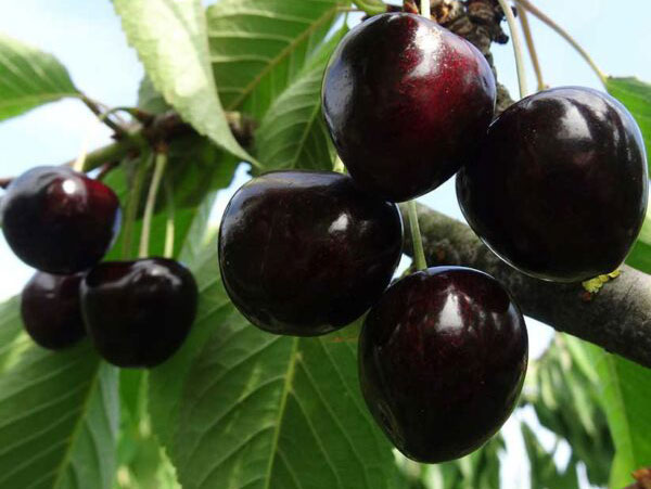 Trešnė Simone (Savidulkė)