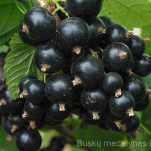 Juodasis serbentas Ben Tron