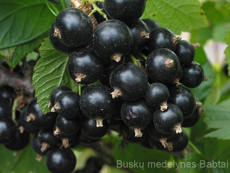 Juodasis serbentas Ben Tron