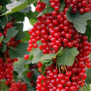 Raudonasis serbentas Detvan