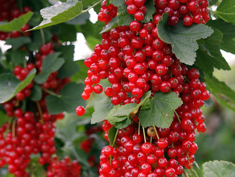 Raudonasis serbentas Detvan