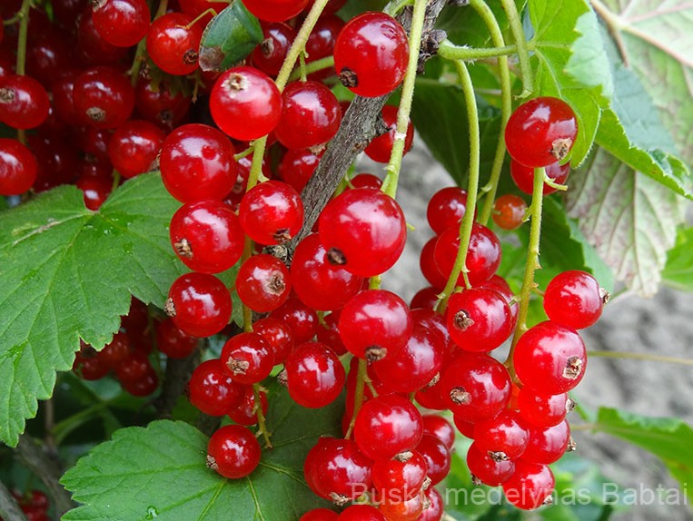 Raudonasis serbentas Jonkheer van Tets