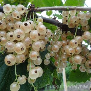 Baltasis serbentas Jutenborgo