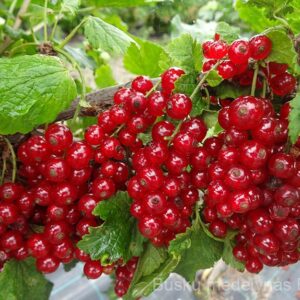 Raudonasis serbentas Rolan