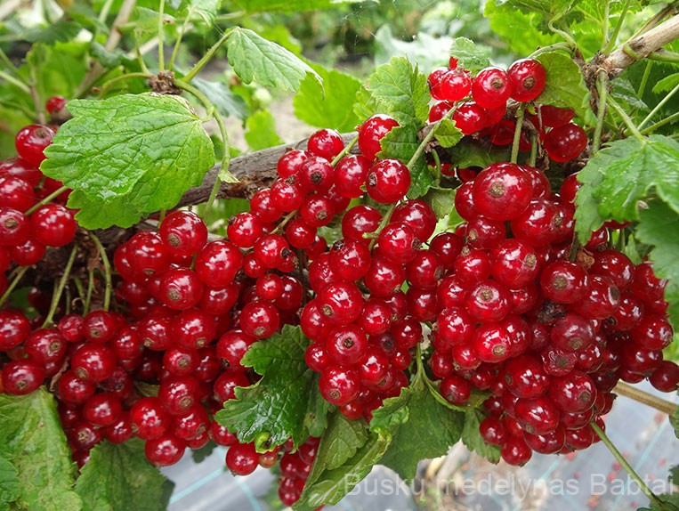 Raudonasis serbentas Rolan