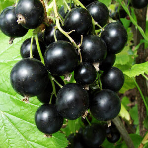 Juodasis serbentas Vernisaž