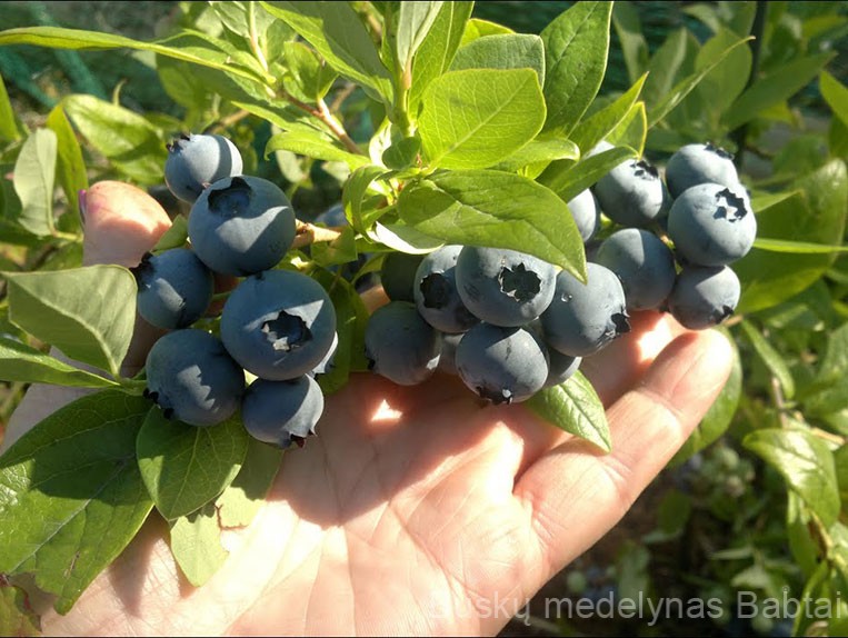 Hannah Choice Šilauogė