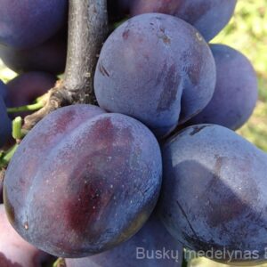 Slyva Čačanska rana