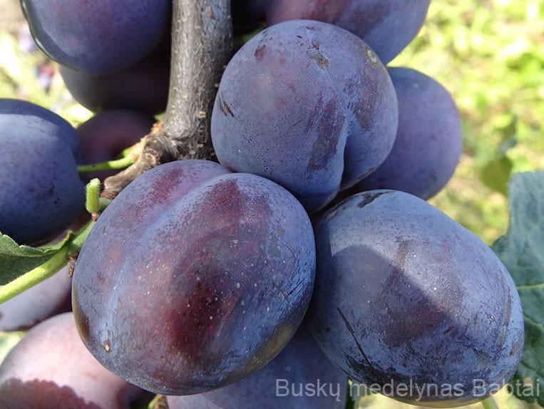 Slyva Čačanska rana