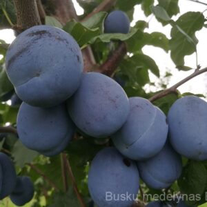 Koloninė slyva Imperial