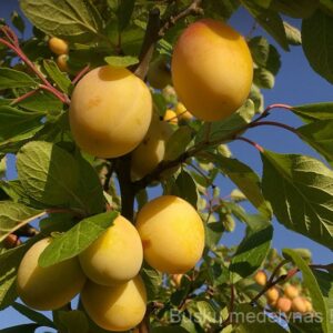 Slyva Uleno renklodas