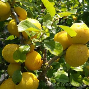 Svarainis Fire Dance