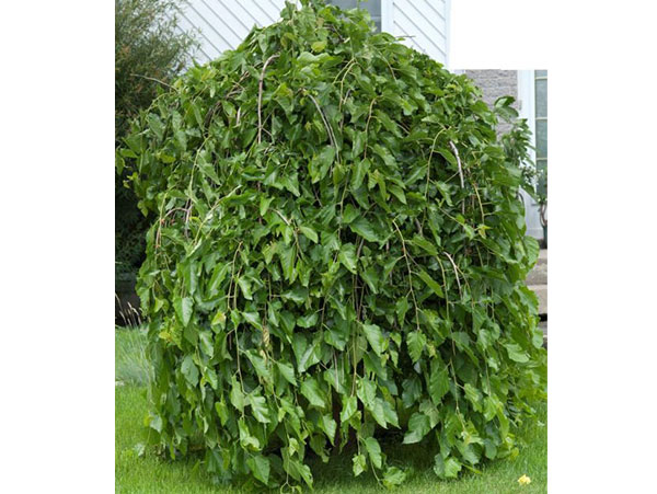 Juodasis svyrantis šilkmedis (skiepytas)