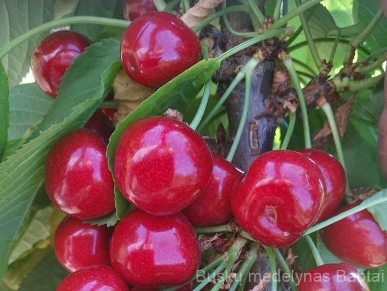 Trešnė Sunburst (Savidulkė)