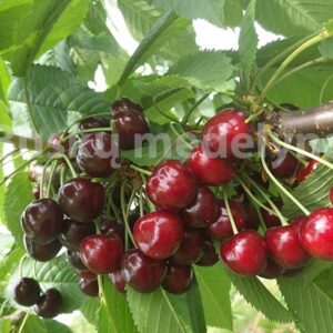 Trešnė Sweetheart (Savidulkė)