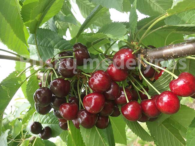 Trešnė Sweetheart (Savidulkė)