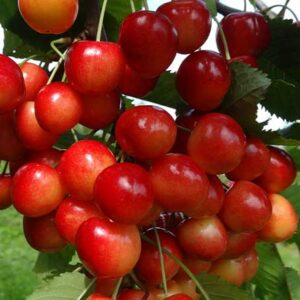 Trešnė Stardust (Savidulkė)