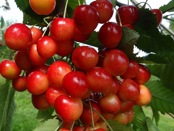 Trešnė Stardust (Savidulkė)