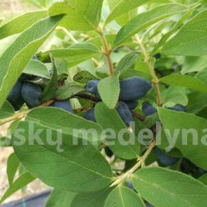 Valgomasis sausmedis Jugana