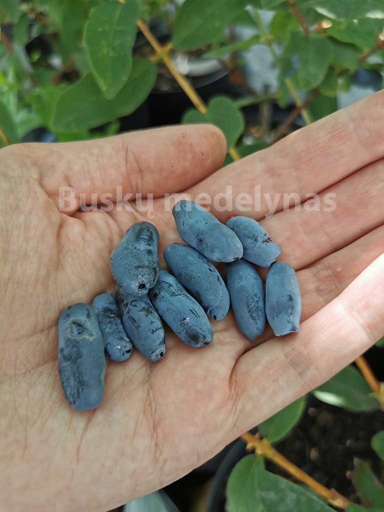 Valgomasis sausmedis Jugana