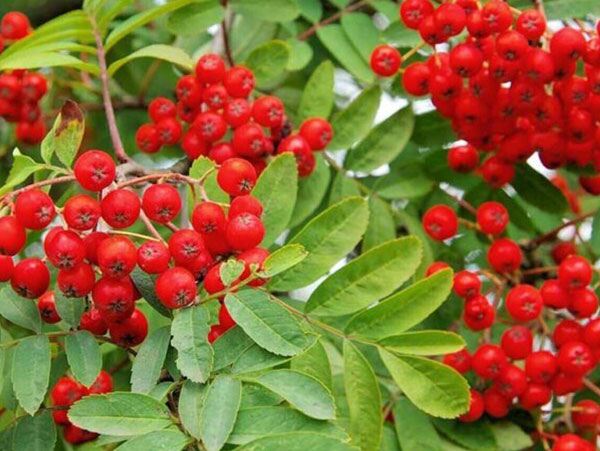 Valgomasis šermukšnis Businka