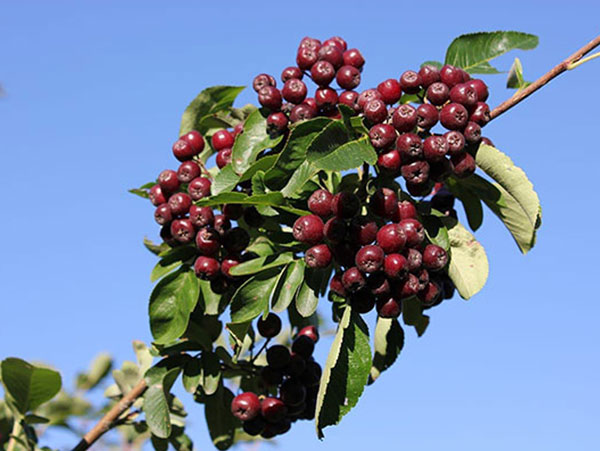 Valgomasis šermukšnis Burka