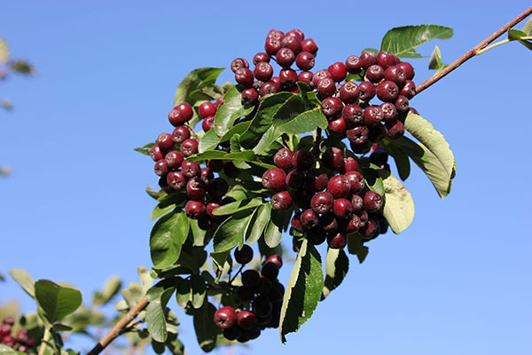 Valgomasis šermukšnis Burka