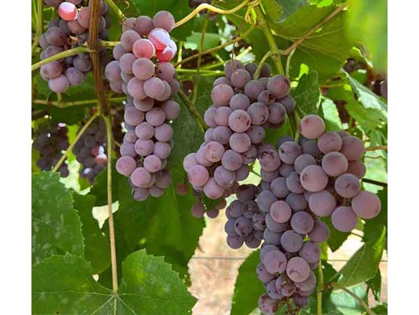 Vynuogė Canadice (besėklė)