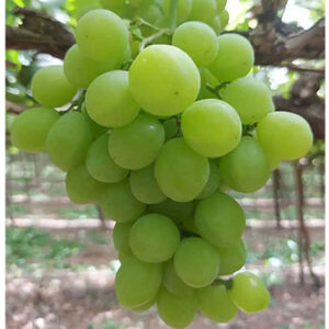 Vynuogė Gailiūnė (savidulkė)