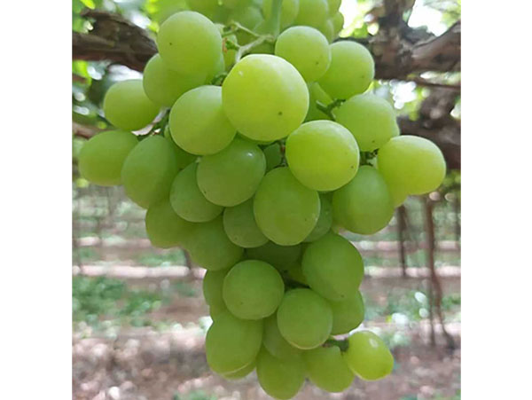 Vynuogė Gailiūnė (savidulkė)