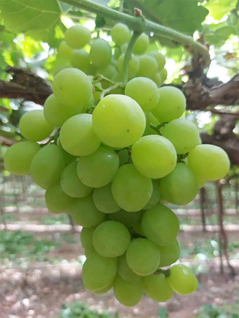 Vynuogė Gailiūnė (savidulkė)