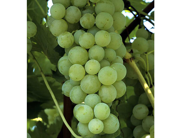 Vynuogė Gailiūno šasla (savidulkė)