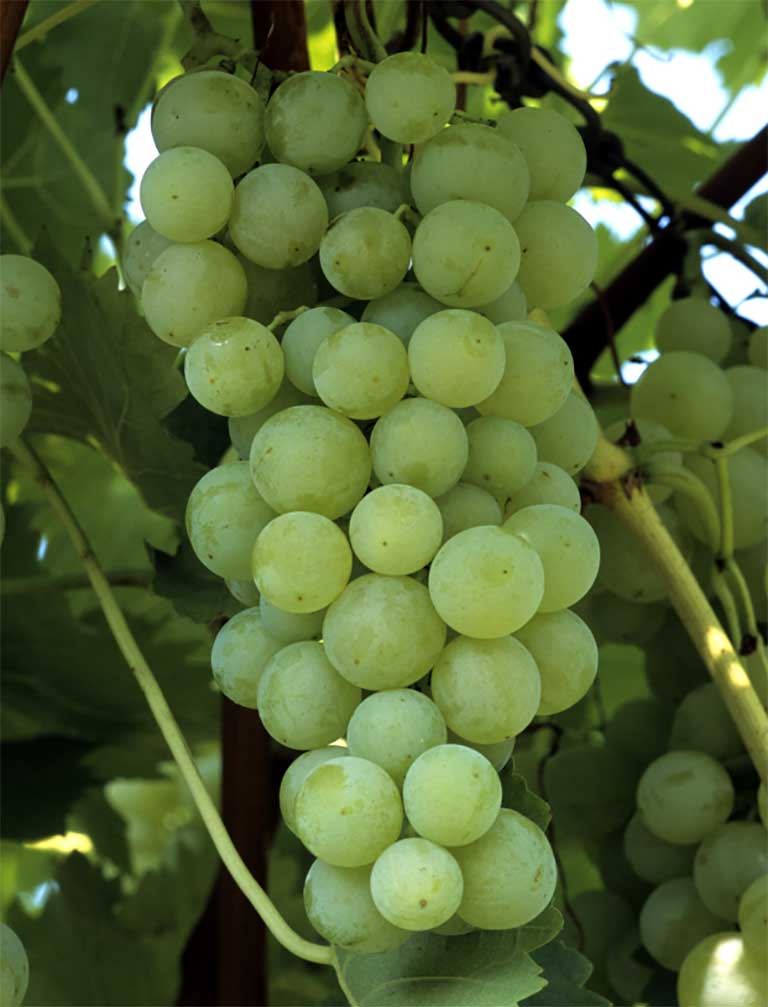 Vynuogė Gailiūno šasla (savidulkė)