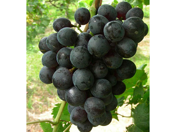 Vynuogė Juodupė (savidulkė)