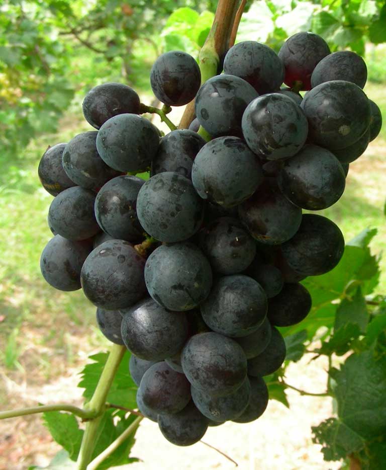 Vynuogė Juodupė (savidulkė)