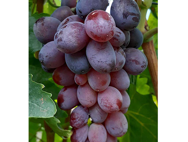 Vynuogė Jupiter (besėklė)