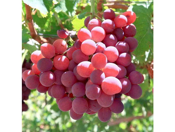 Vynuogė Liepsna (savidulkė)