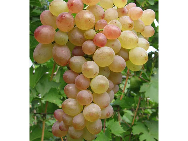 Vynuogė Palanga (savidulkė)