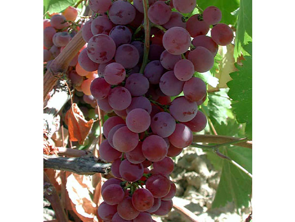 Vynuogė Reliance (besėklė)