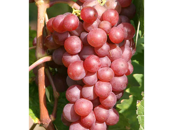 Vynuogė Somerset Seedless (besėklė)