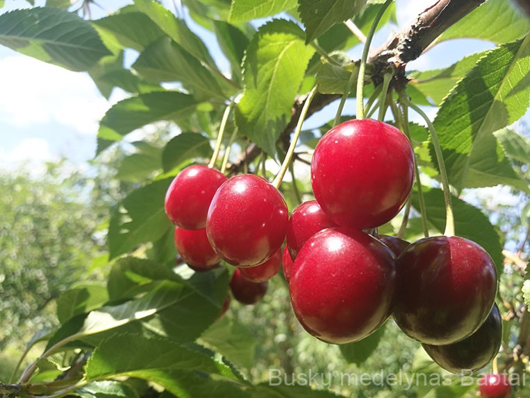Vyšnia Desertnaja Morozovoj