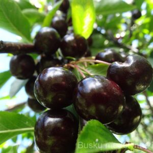 Vyšnia Molodiožnaja