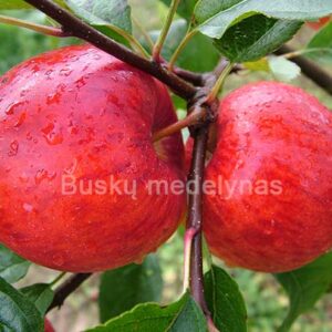 Obelis Rubinola (Žieminė)