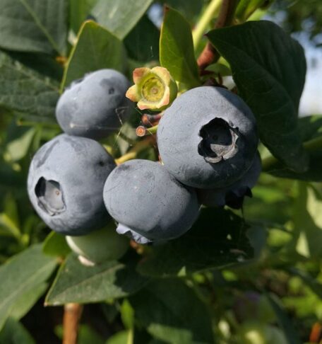 Šilauogių nauda ir veislės