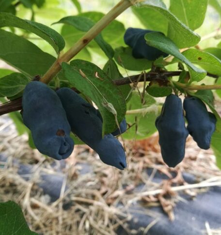 Valgomųjų sausmedžių nauda ir veislės